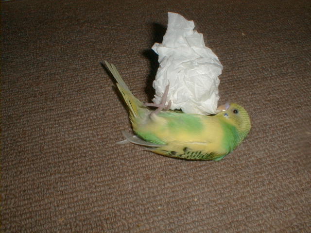 PIC00070.JPG