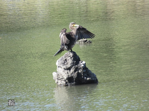 浜離宮恩賜庭園にて