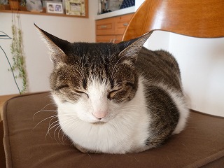 P1030225ss.jpg