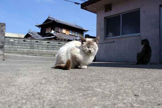 我が家のニャンコ♪2014/03/15-3