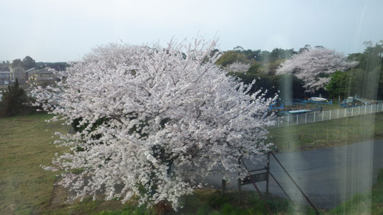 茅ヶ崎の桜.jpg
