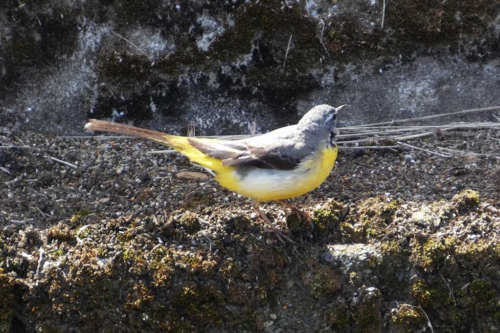 515