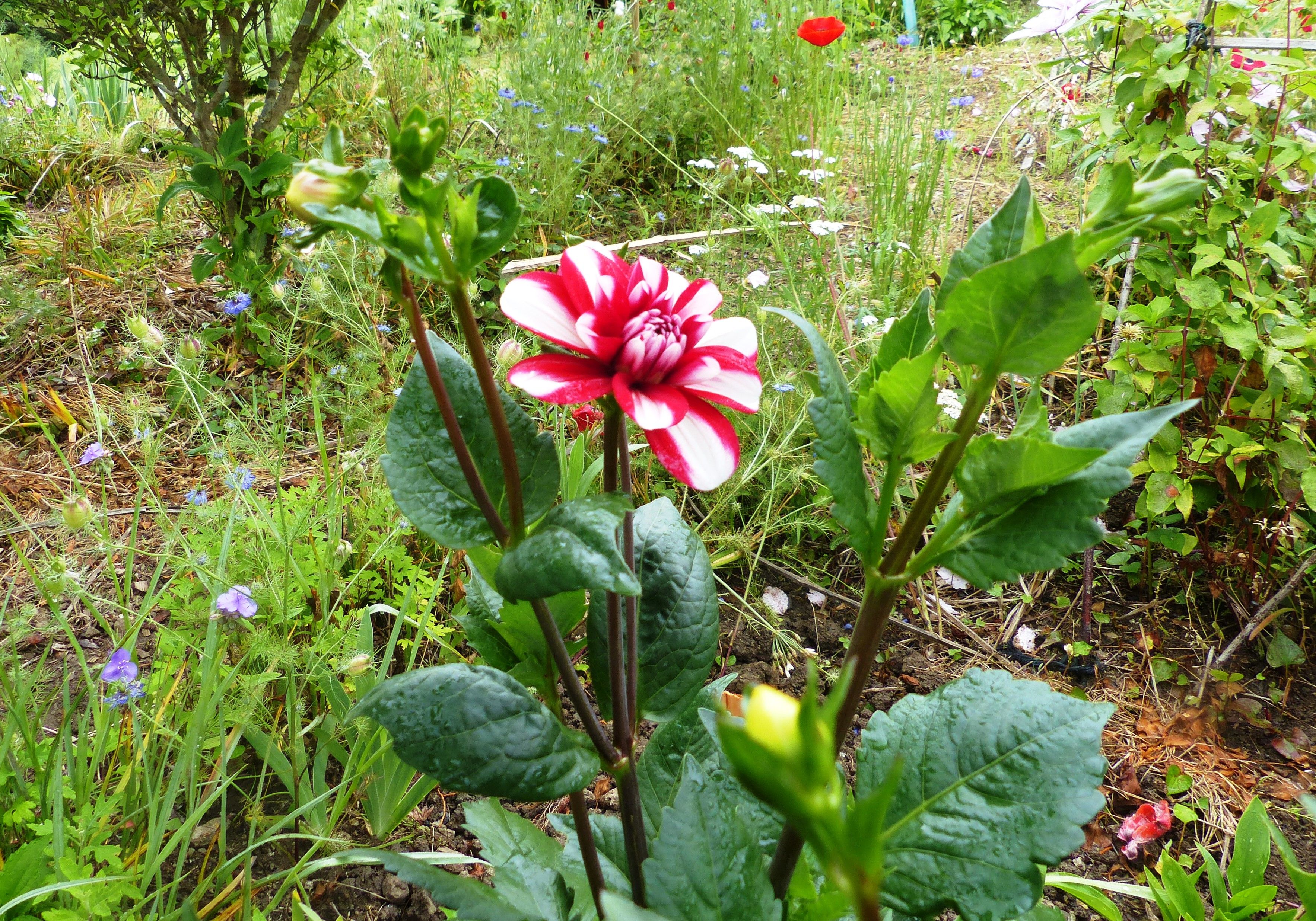 ダリアの花が 咲きました オープンガーデン 蕗のとう 楽天ブログ