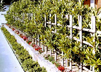 四ツ目垣に植えたサンゴジュ