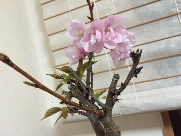 rblog-20160323181006-03.jpg