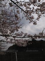 画像 2128a.JPG