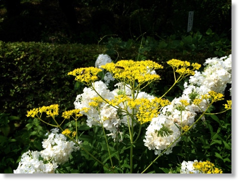 女郎花と花魁草