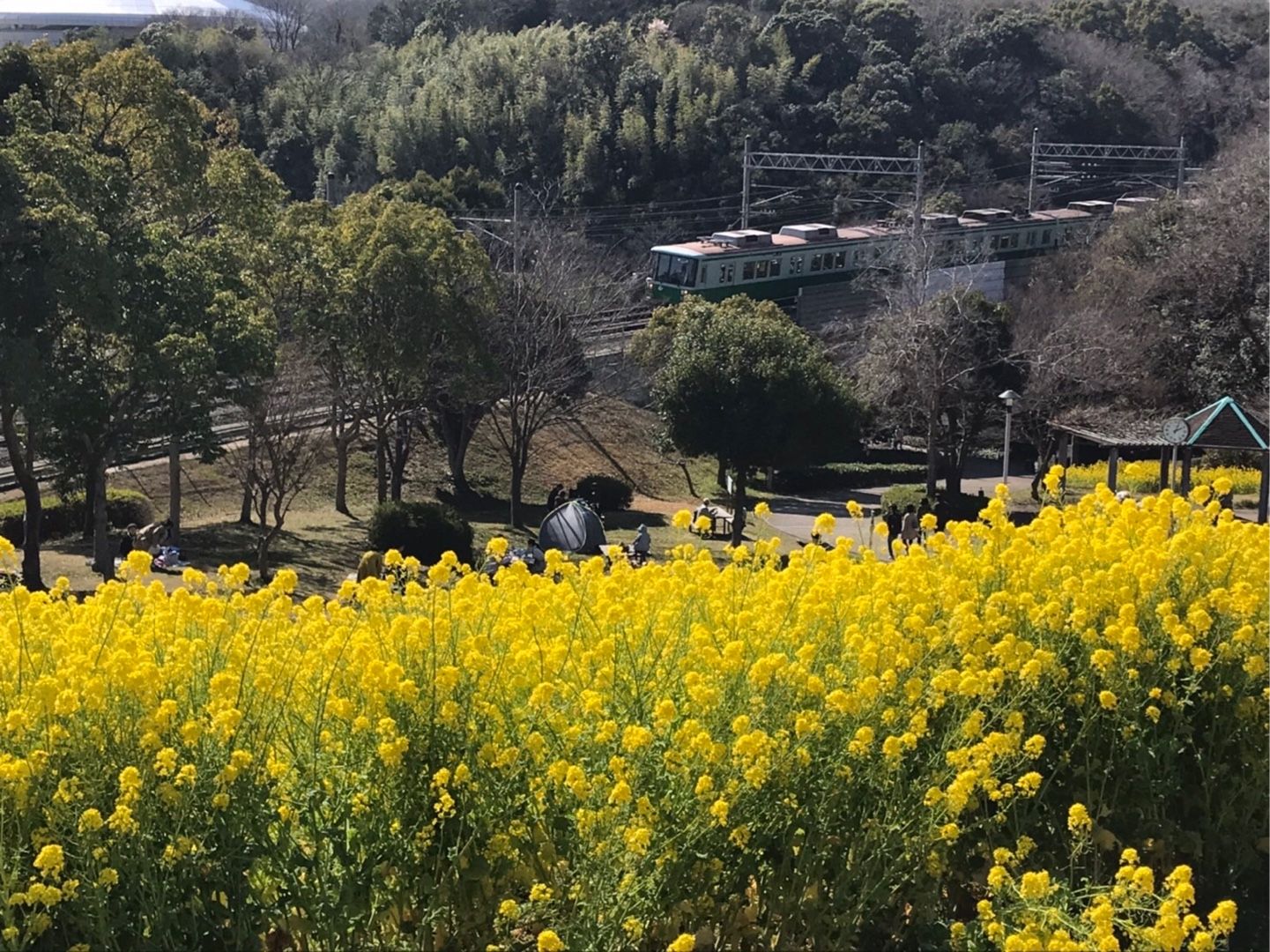 菜の花 ともこちゃん 楽天ブログ