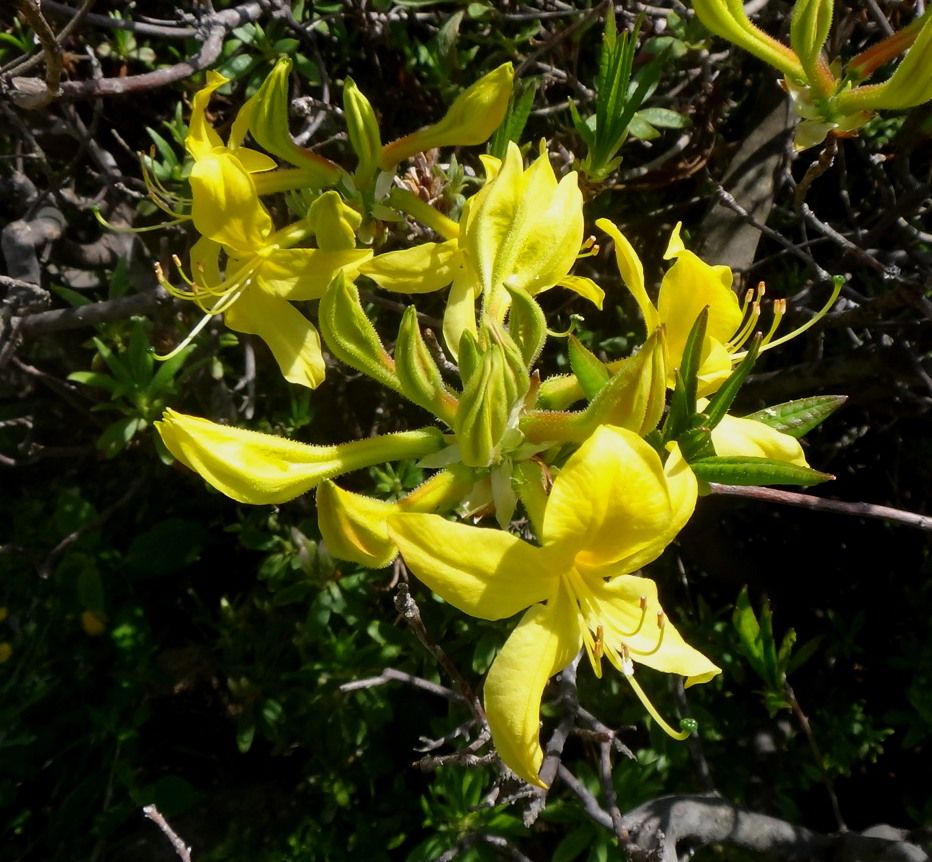 ムラサキツツジ八重は満開 黄色いツツジも開花 健康法 病気 花 愛猫のことなどアレコレ ガリレオ二世の気まぐれ日記 楽天ブログ