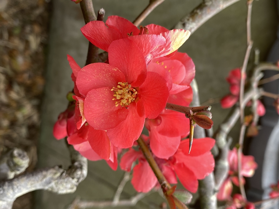 我が家の 春の花 イチゴ 赤白のボケ タカさんの部屋 楽天ブログ