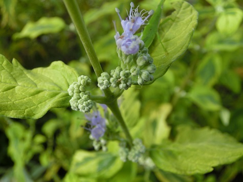 サマーソルベット斑入り