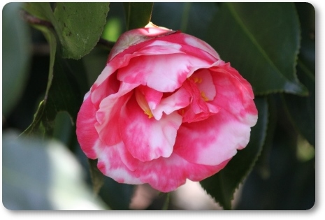 樹木公園-5 眉間尺 14.4.2