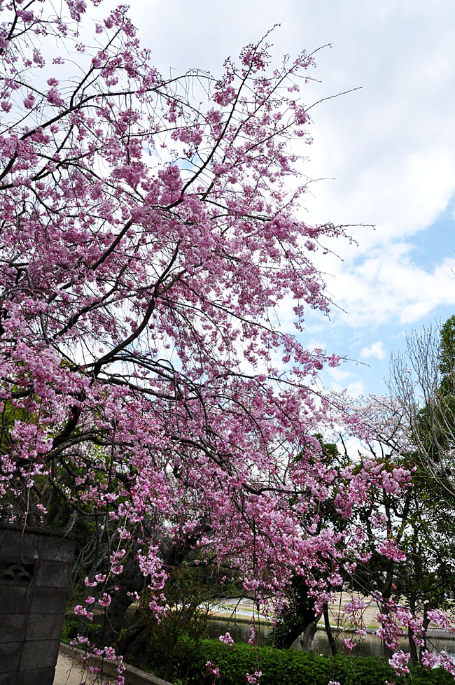 桜４