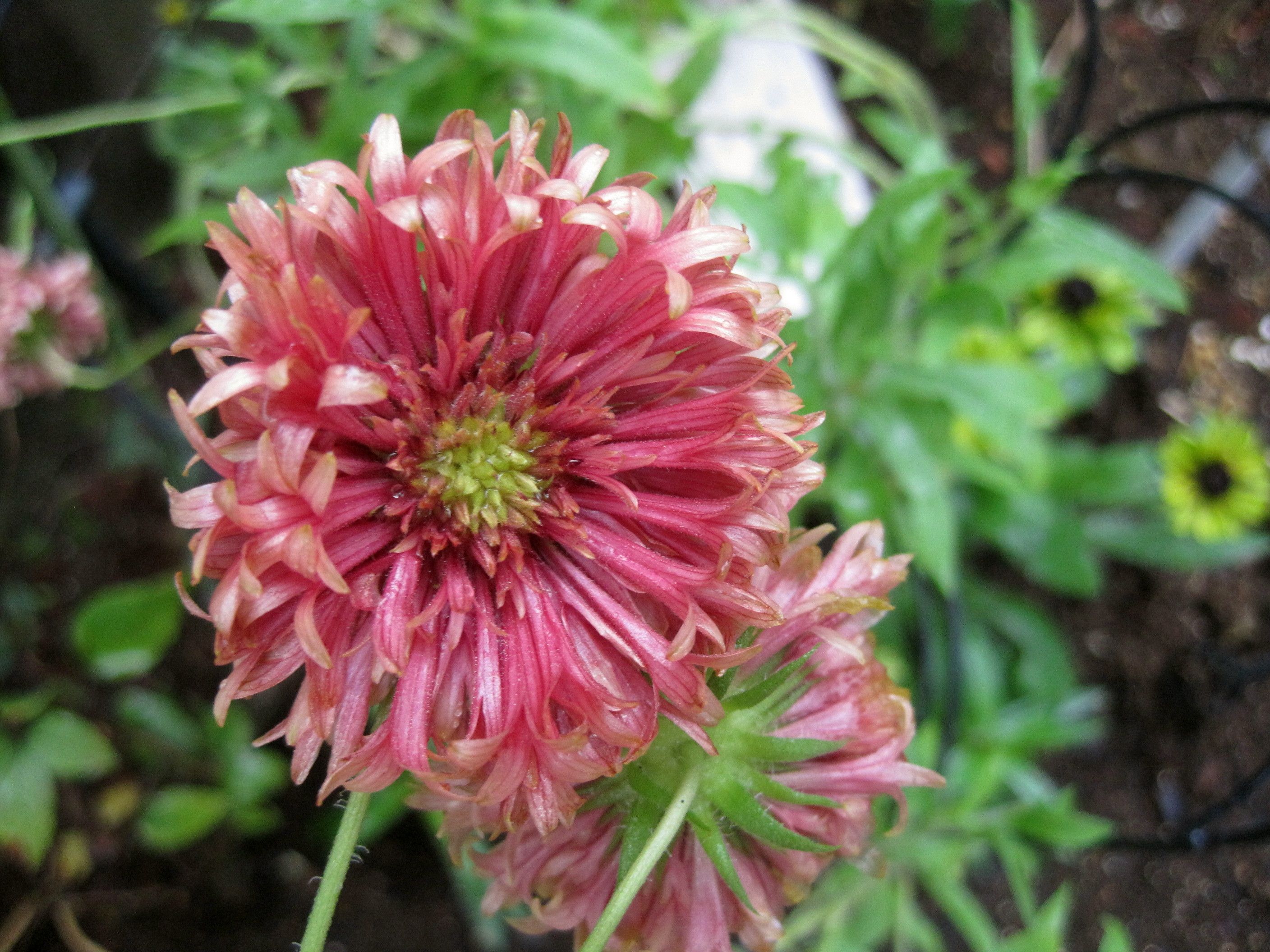 夏の花のおすすめ ガイラルディア ジニア たねをまく日々 楽天ブログ