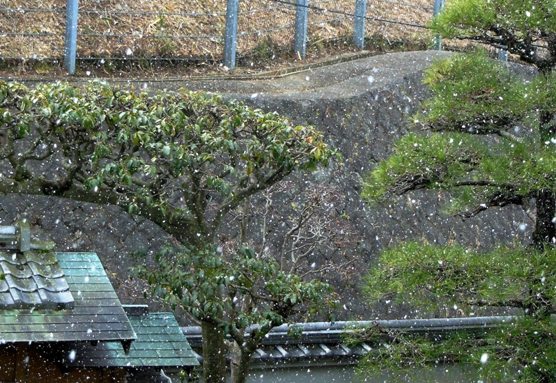 雪1.JPG