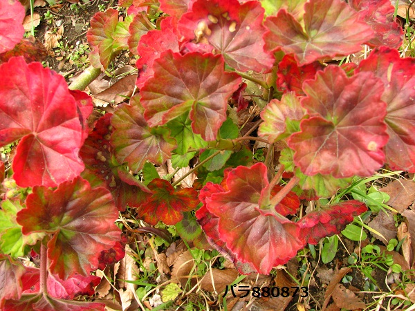 IMG_0656 - コピー.JPG