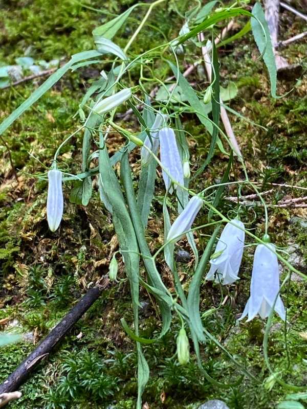 山梨県南部町の山の花 2 岩と水の歌 醍醐山と下部 しもべ 温泉 楽天ブログ