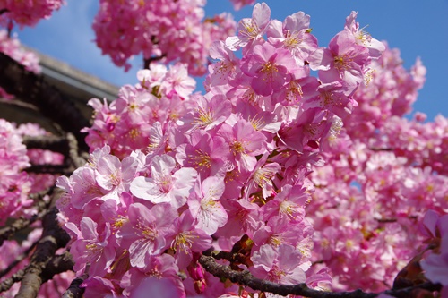 三浦海岸の河津桜