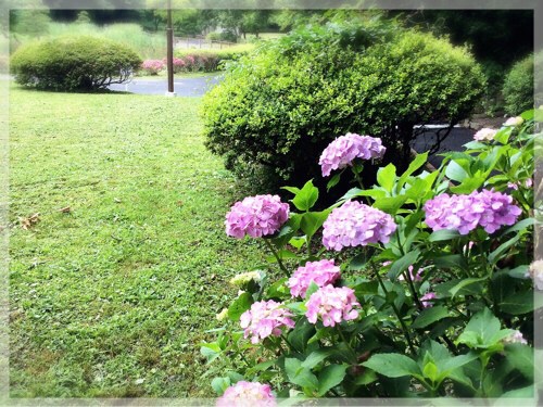 久良岐公園の紫陽花