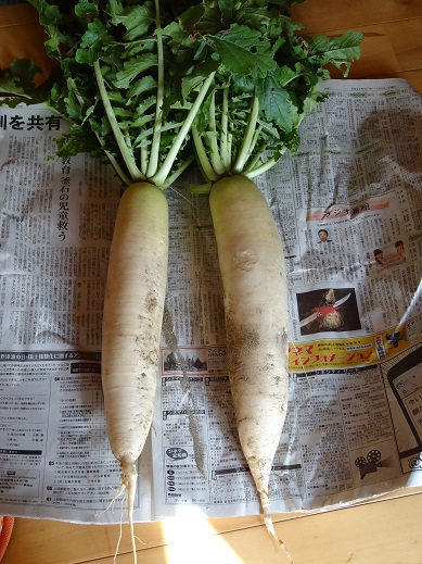 大根.JPG