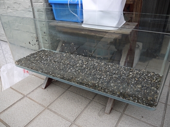 がしっぺ水換え (3)