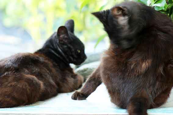 我が家のニャンコ♪2016/5/27-3