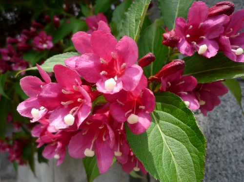 P1150182 (500x374).jpg