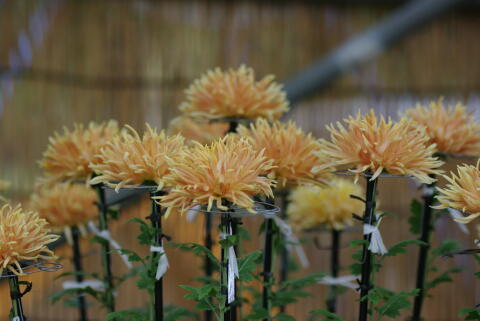 東京都観光 菊花大会