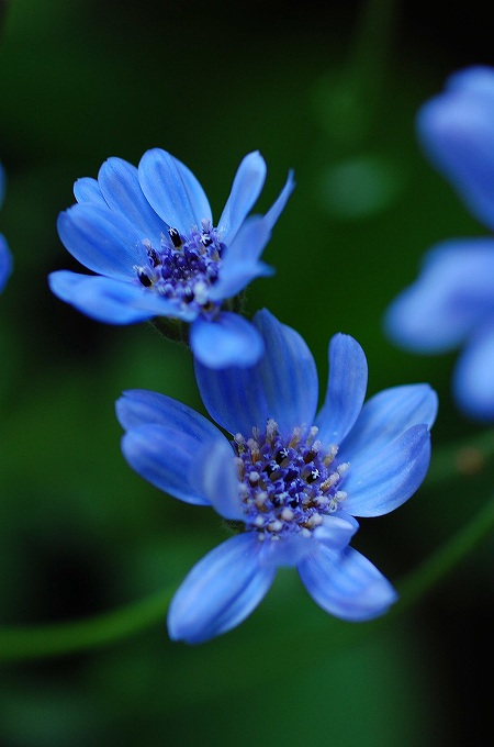 フェリシアヘテロフィアブルーの花