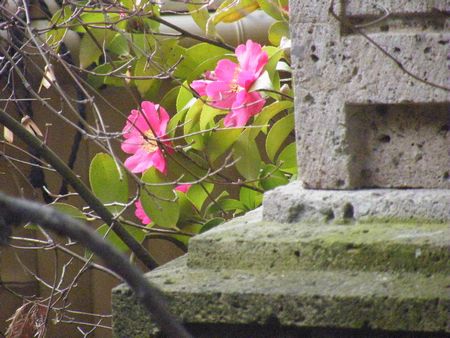 DSCF8456-450.jpg