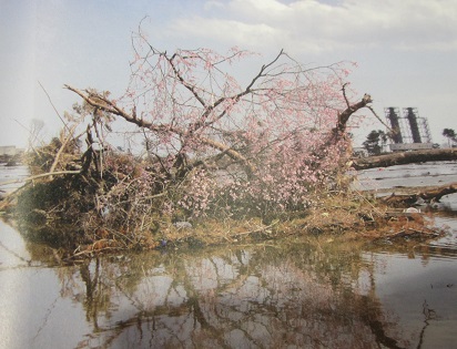 １１津波の桜が咲いた.jpg