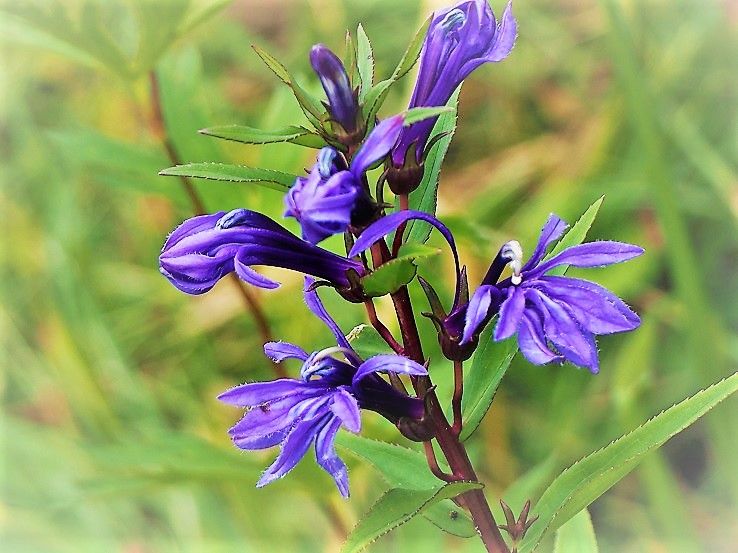 尾瀬の花 大江湿原 東北地方の山と花 頑張れ東北 頑張れ日本 楽天ブログ