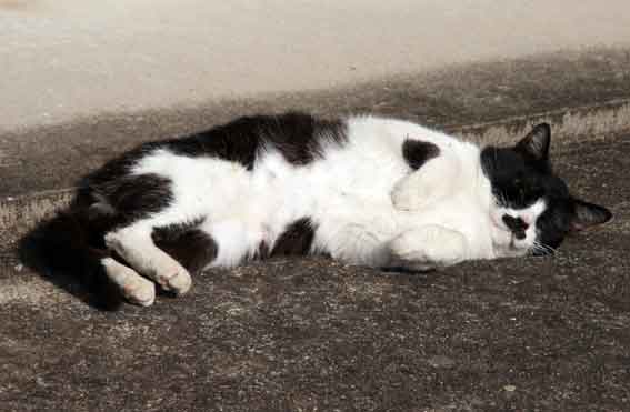 我が家のニャンコ♪2013/1/11-3