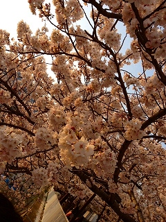 sakura2