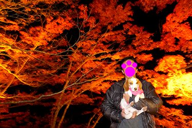 20161111ライトアップ