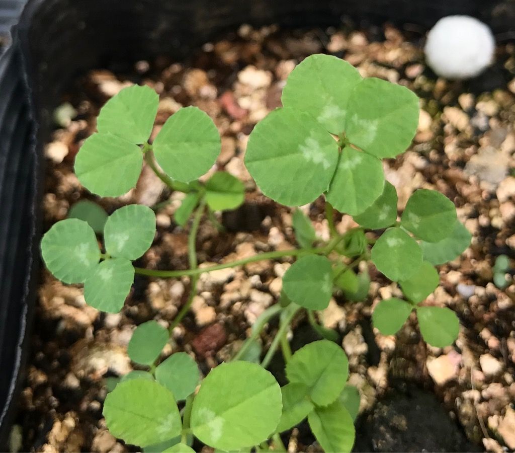 四つ葉のクローバーが発芽しました その肆 植木屋の三代目をやってます村野園のブログです 楽天ブログ