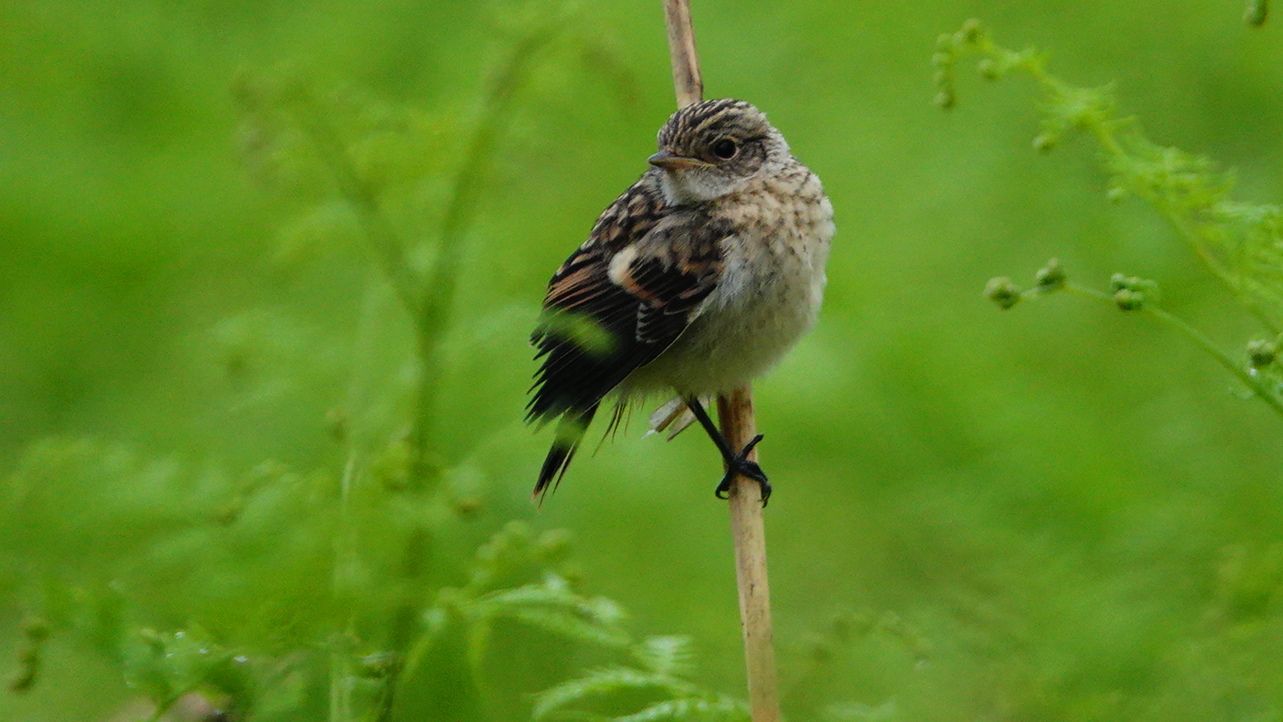 北海道放浪記 33 ミヤマカケスとノビタキ幼鳥 アウトドア親爺の徒然日記 楽天ブログ