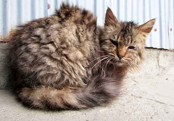 我が家のニャンコ♪2016/1/26-03