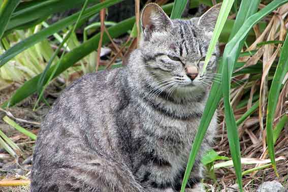 我が家のニャンコ♪2016/6/9-2