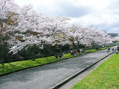 2012　宝ヶ池公園の桜