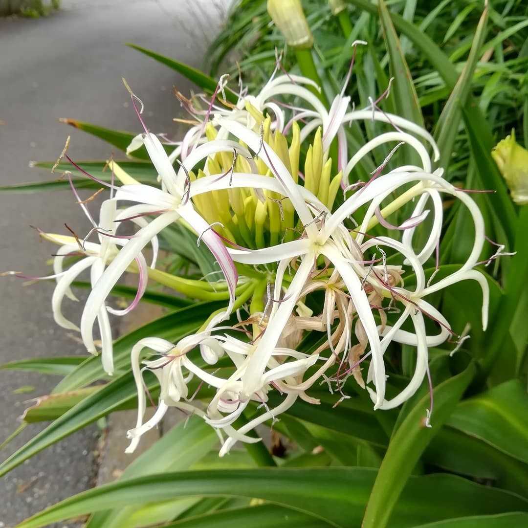 浜木綿の花 びいとるのブログ 楽天ブログ