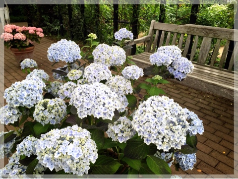 横浜イングリッシュガーデンの紫陽花