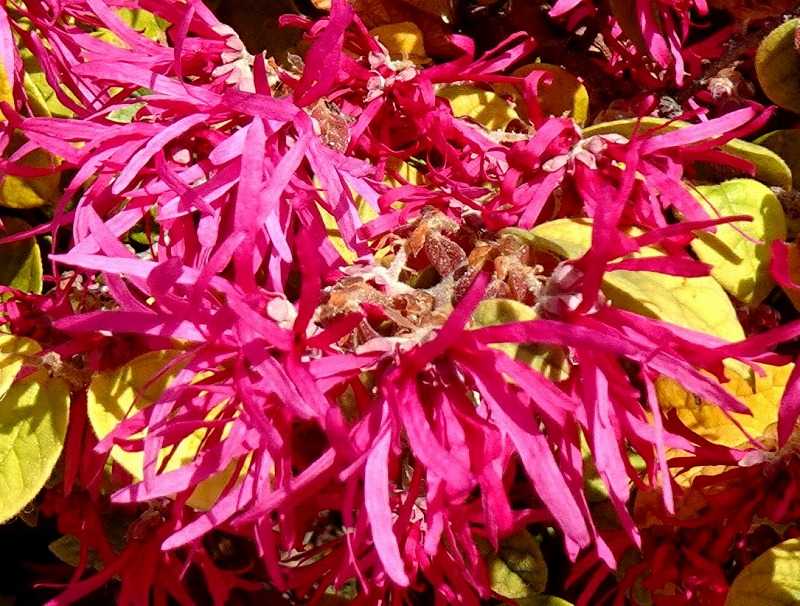 3月19日 今日の一花 その２ ベニバナトキワマンサク 紅花常盤満作 Gazengamaのブログ 散歩中に出合った花と趣味の陶芸作品 楽天ブログ