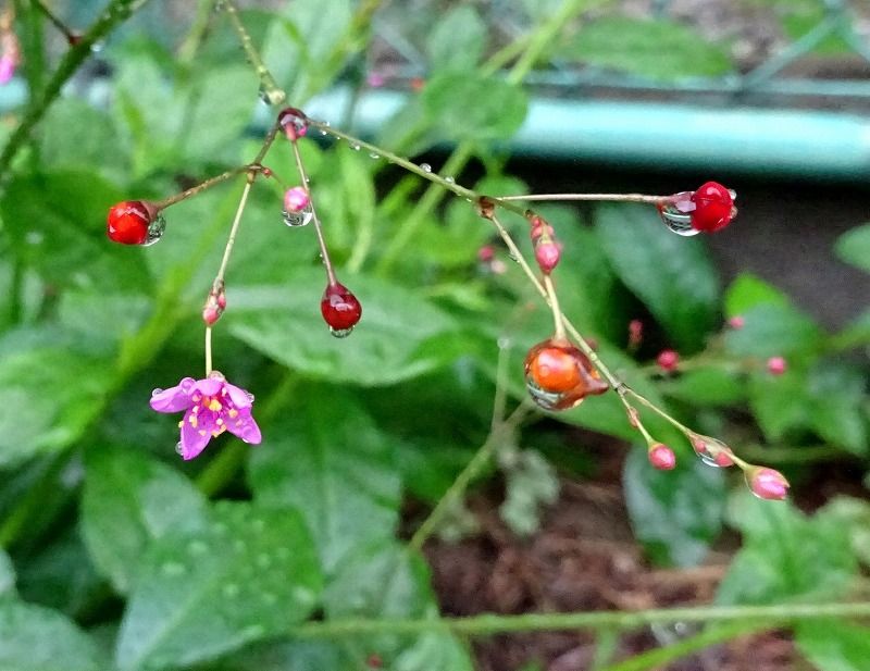 7月6日 今日の一花 その２ ハゼラン 爆蘭 Gazengamaのブログ 散歩中に出合った花と趣味の陶芸作品 楽天ブログ