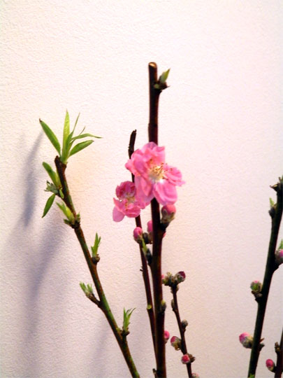 flower2013022608.jpg