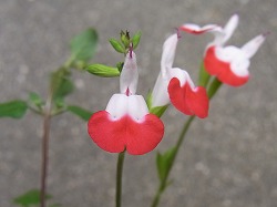 チェリーセイジ　ホットリップス