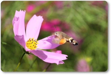 犀川コスモスロード-19 ホウジャク 13.9.28