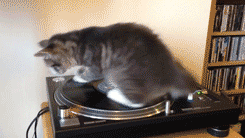 d673edce-84f7-461b-b82b-0fc13dc02d89.gif