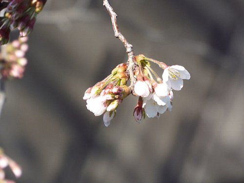 3-26-sakura-3-b.jpg