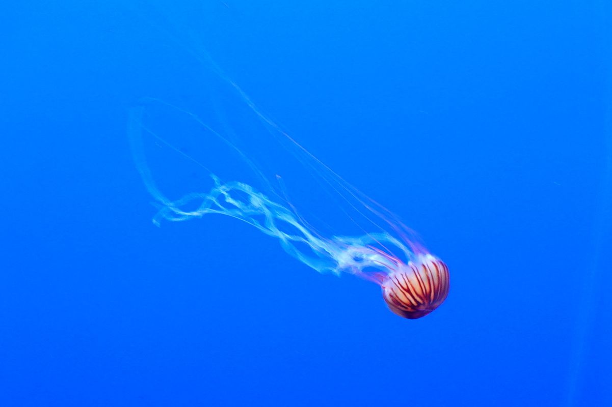 新江ノ島水族館 アウトドア親爺の徒然日記 楽天ブログ